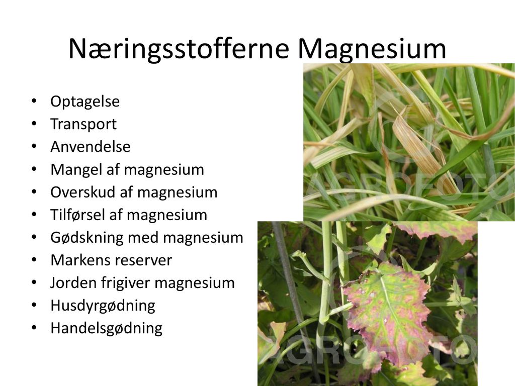 Næringsstofferne Magnesium