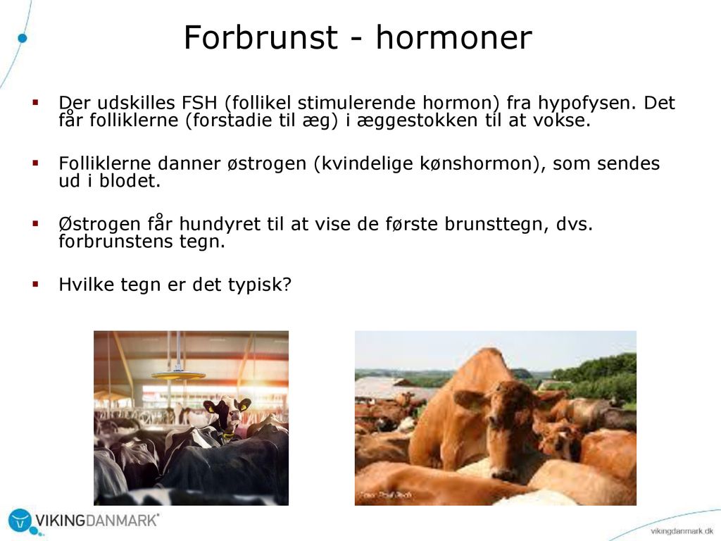 Forbrunst - hormoner