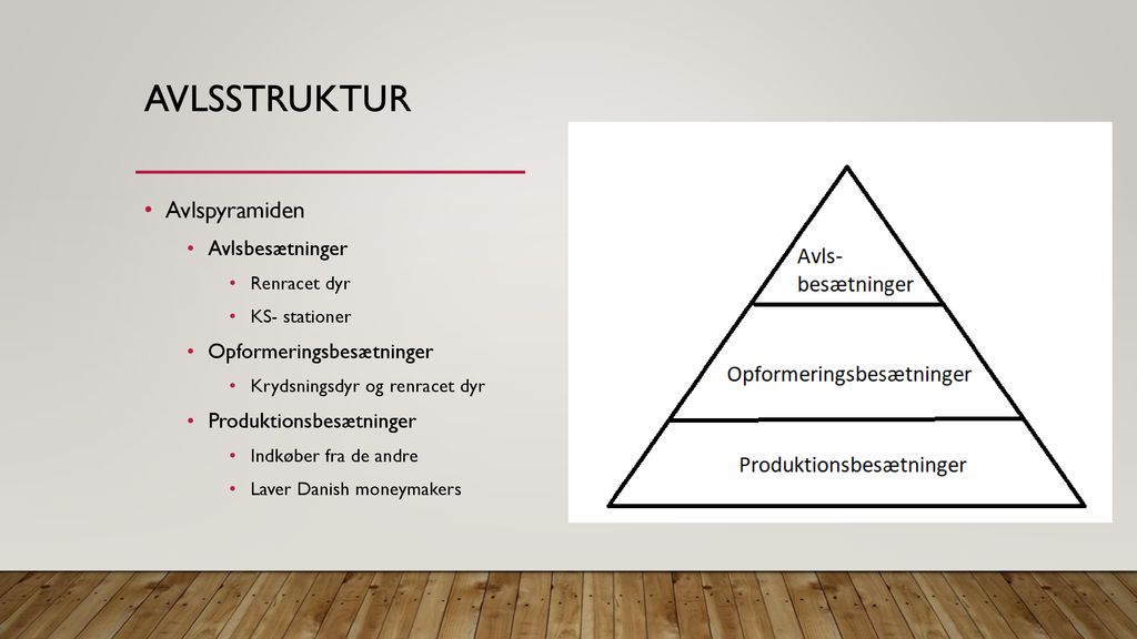 Avlsstruktur Avlspyramiden Avlsbesætninger Opformeringsbesætninger