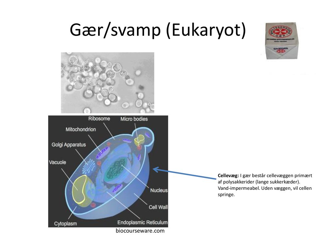 Gær/svamp (Eukaryot) biocourseware.com