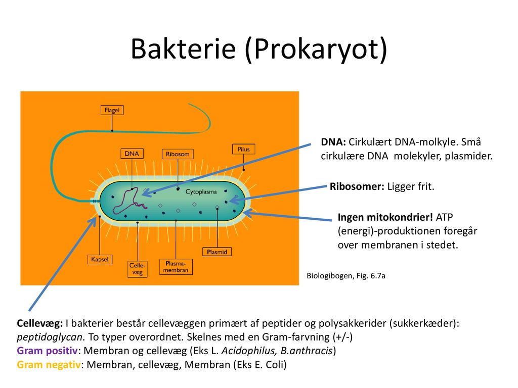 Bakterie (Prokaryot) DNA: Cirkulært DNA-molkyle. Små cirkulære DNA molekyler, plasmider. Ribosomer: Ligger frit.