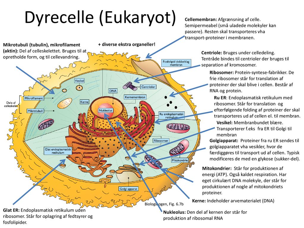 Dyrecelle (Eukaryot)