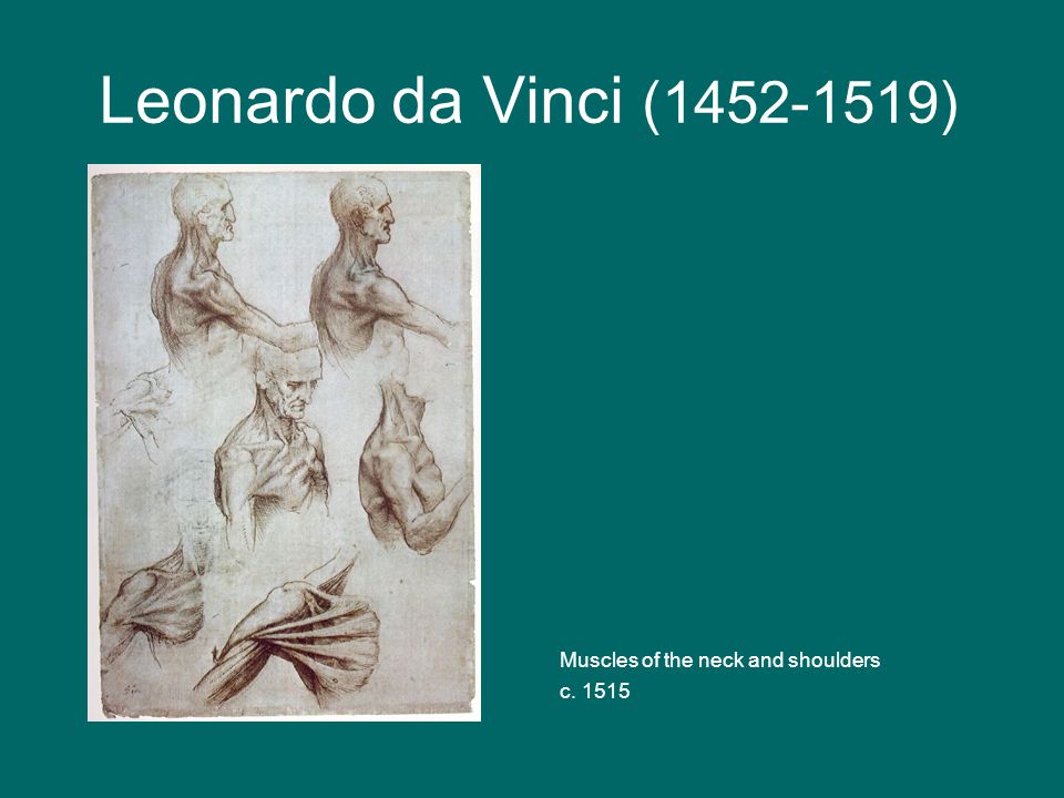 Leonardo da Vinci ( ) Muscles of the neck and shoulders c. 1515