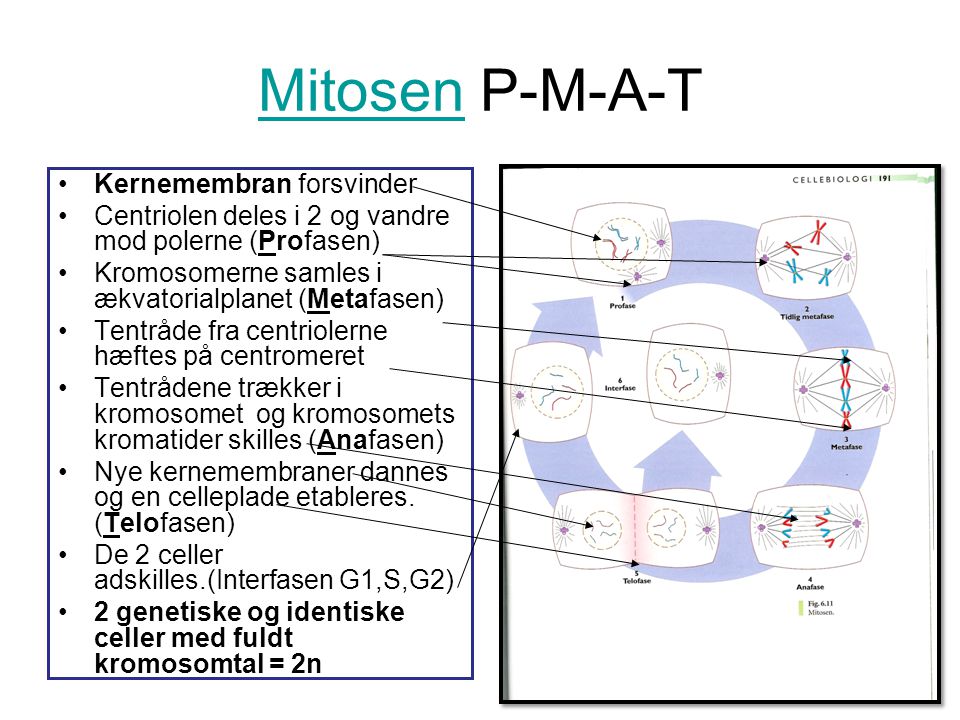 Mitosen P-M-A-T Kernemembran forsvinder