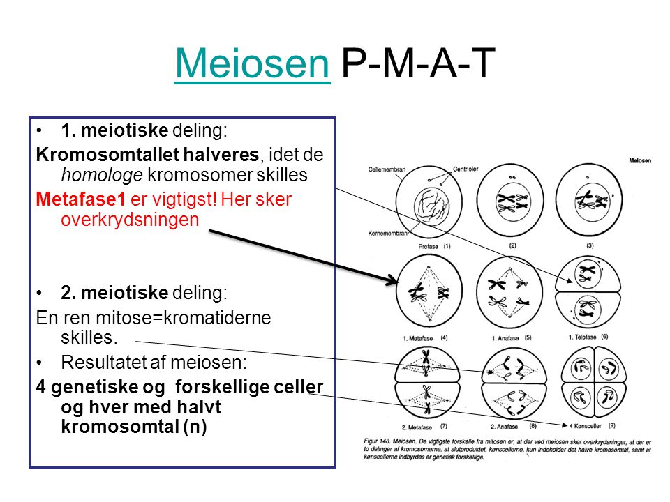 Meiosen P-M-A-T 1. meiotiske deling: