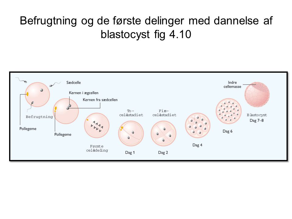 Befrugtning og de første delinger med dannelse af blastocyst fig 4.10