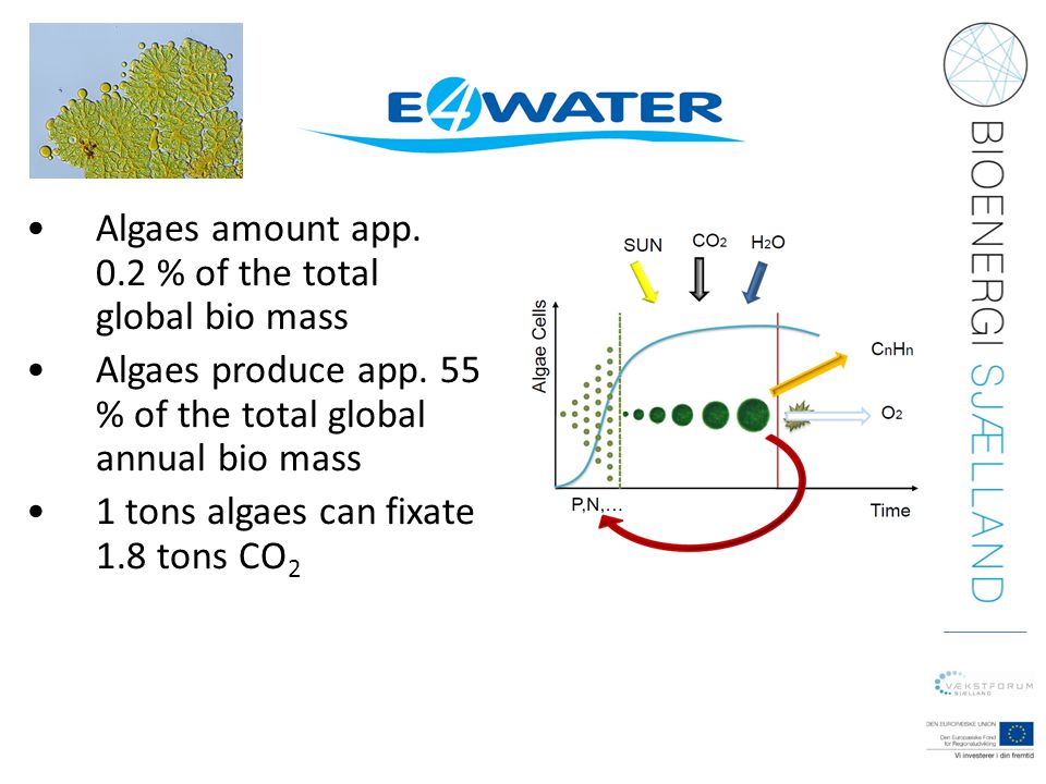 Algaes amount app. 0.2 % of the total global bio mass