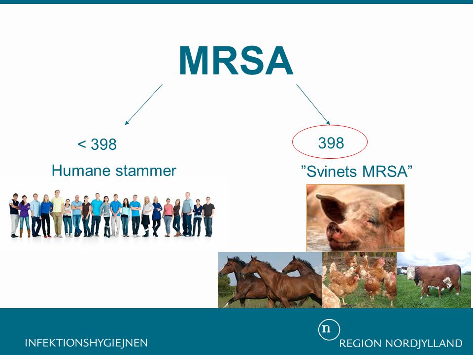MRSA < Humane stammer Svinets MRSA