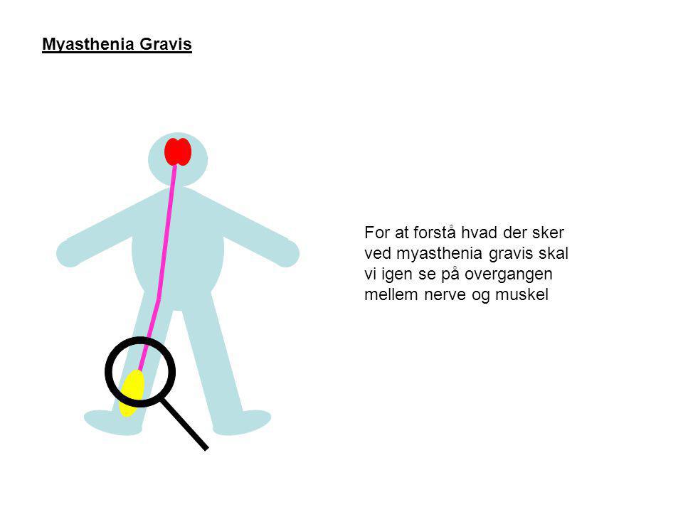 Myasthenia Gravis For at forstå hvad der sker ved myasthenia gravis skal vi igen se på overgangen mellem nerve og muskel.