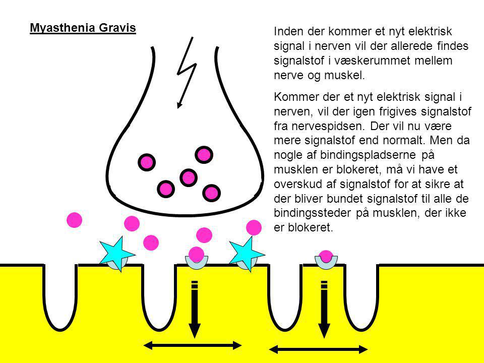 Myasthenia Gravis Inden der kommer et nyt elektrisk signal i nerven vil der allerede findes signalstof i væskerummet mellem nerve og muskel.