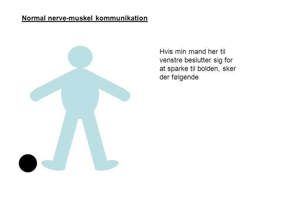 Normal nerve-muskel kommunikation
