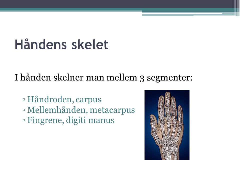 Håndens skelet I hånden skelner man mellem 3 segmenter: