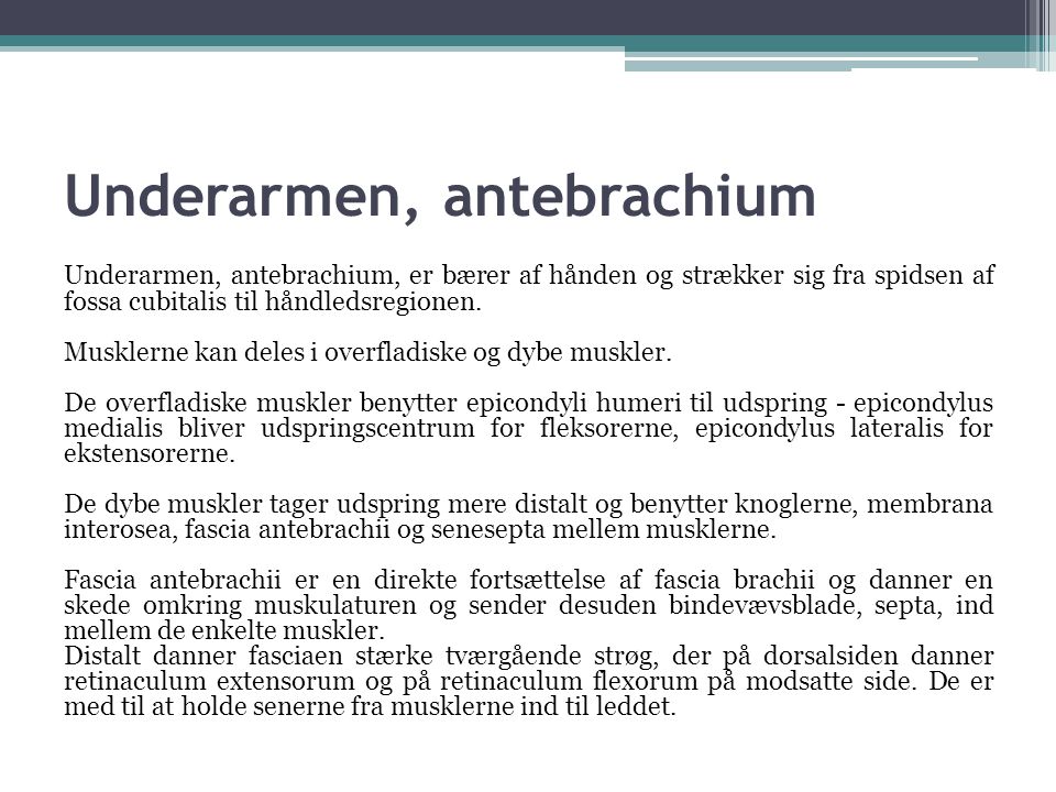 Underarmen, antebrachium
