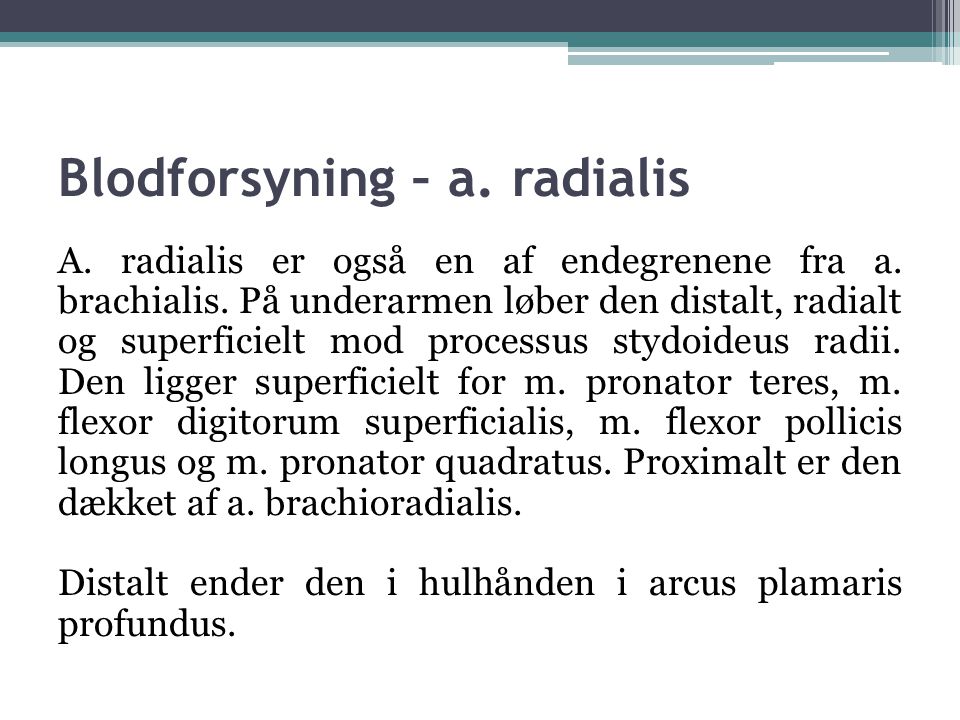 Blodforsyning – a. radialis