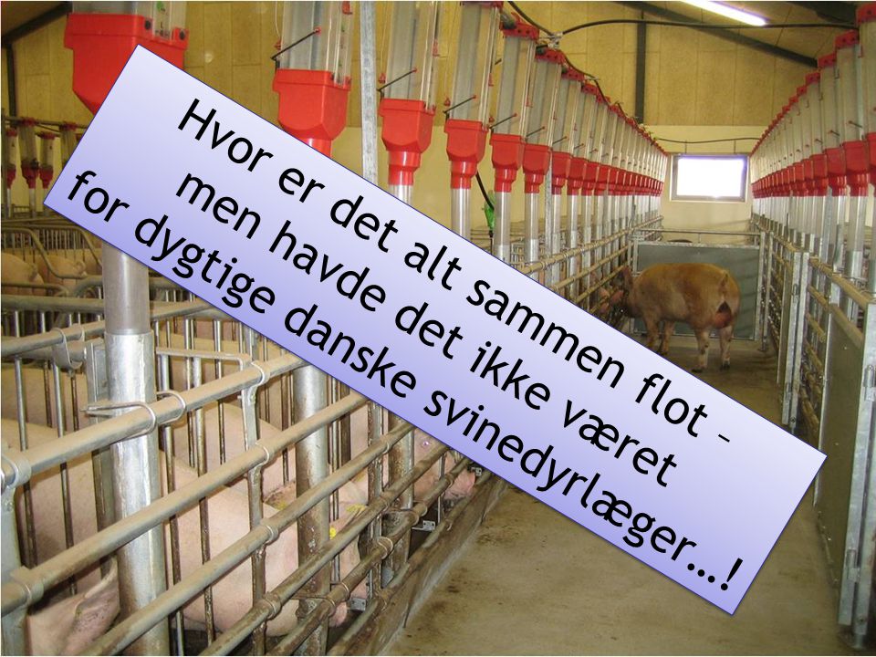 Hvor er det alt sammen flot – for dygtige danske svinedyrlæger…!