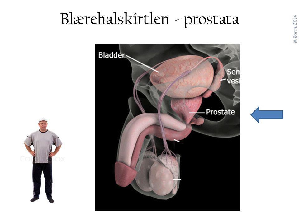 Blærehalskirtlen - prostata