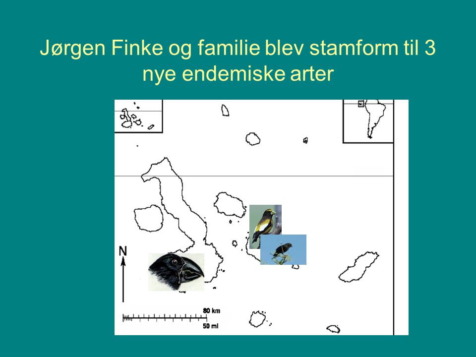 Jørgen Finke og familie blev stamform til 3 nye endemiske arter