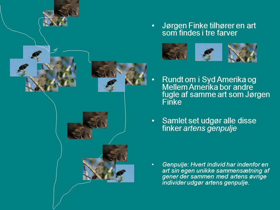 Jørgen Finke tilhører en art som findes i tre farver