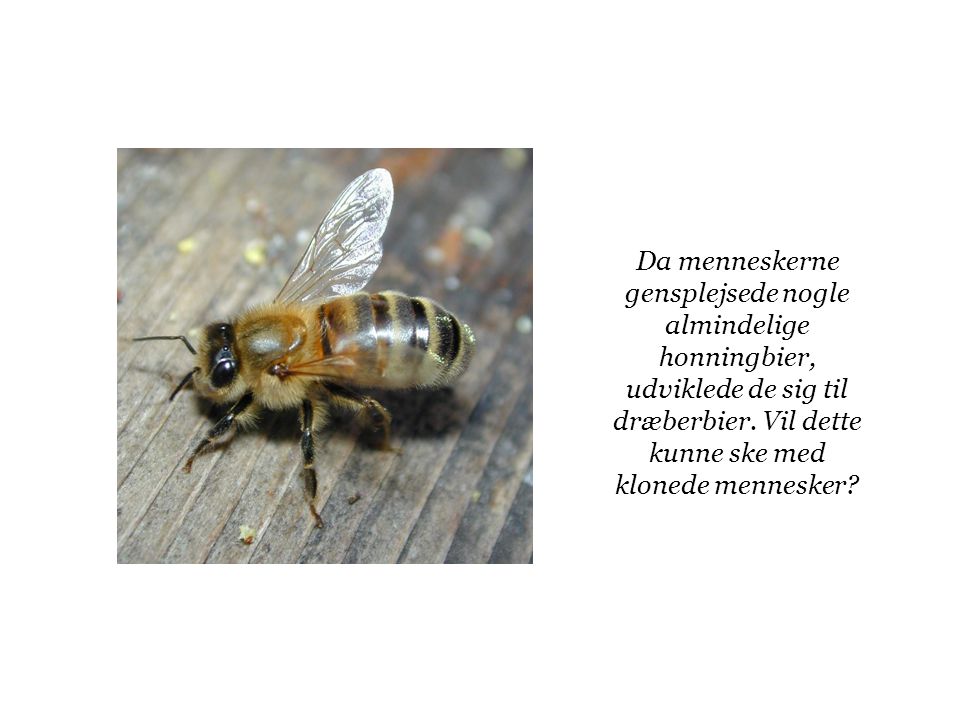 Da menneskerne gensplejsede nogle almindelige honningbier, udviklede de sig til dræberbier.