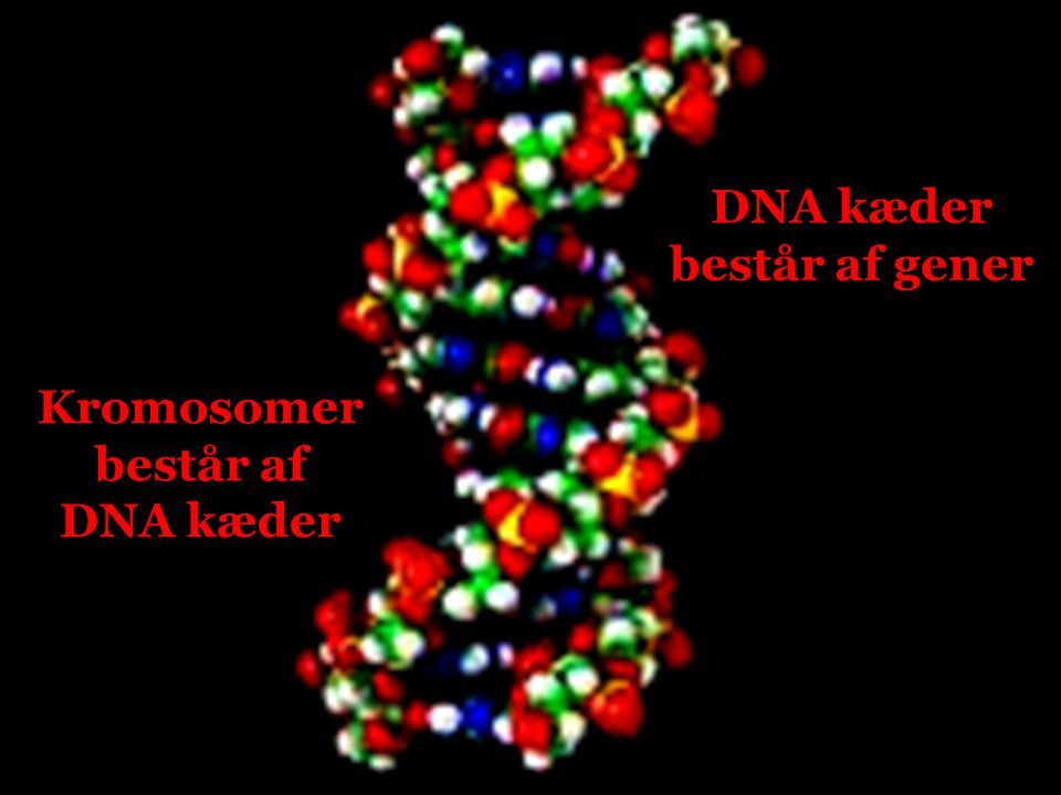 DNA kæder består af gener Kromosomer består af DNA kæder