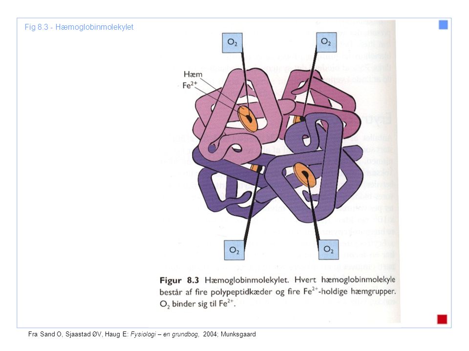 Fig Hæmoglobinmolekylet