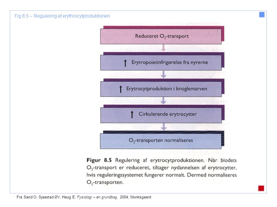 Fig 8.5 – Regulering af erythrocytproduktionen