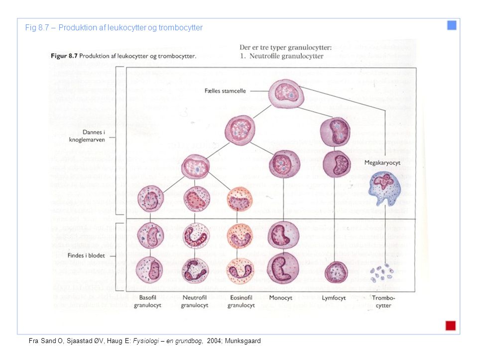 Fig 8.7 – Produktion af leukocytter og trombocytter