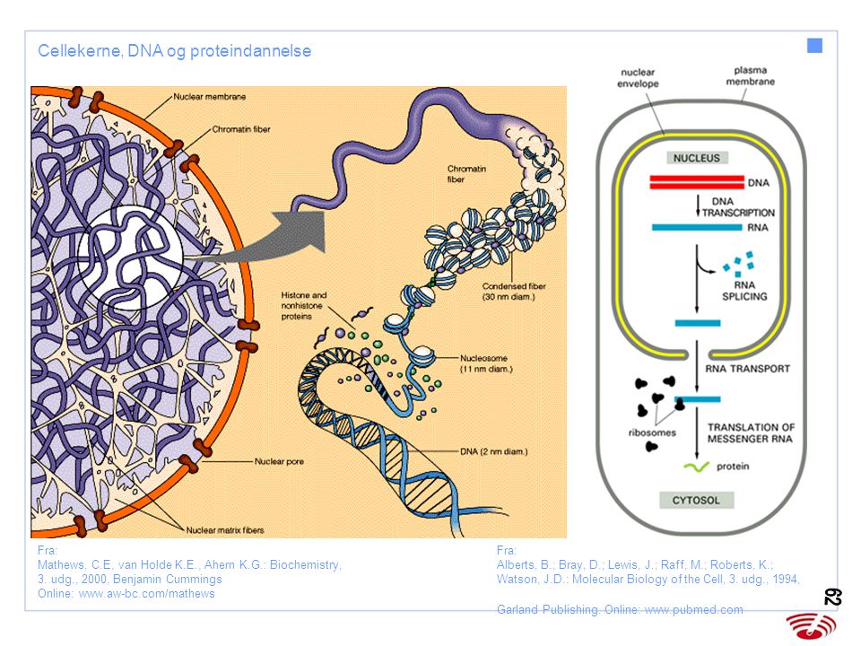 Cellekerne, DNA og proteindannelse