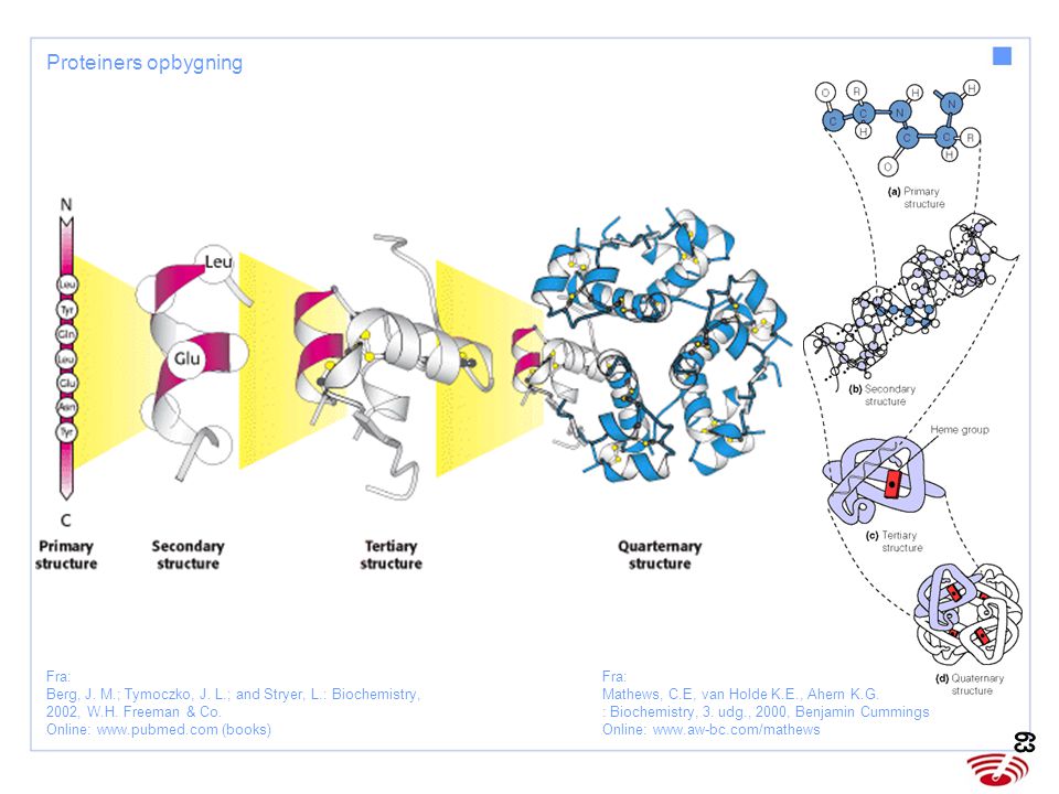 Proteiners opbygning Fra: Mathews, C.E, van Holde K.E., Ahern K.G. : Biochemistry, 3. udg., 2000, Benjamin Cummings Online: