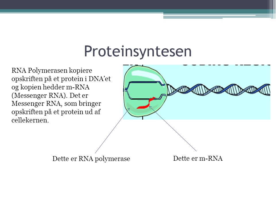 Proteinsyntesen