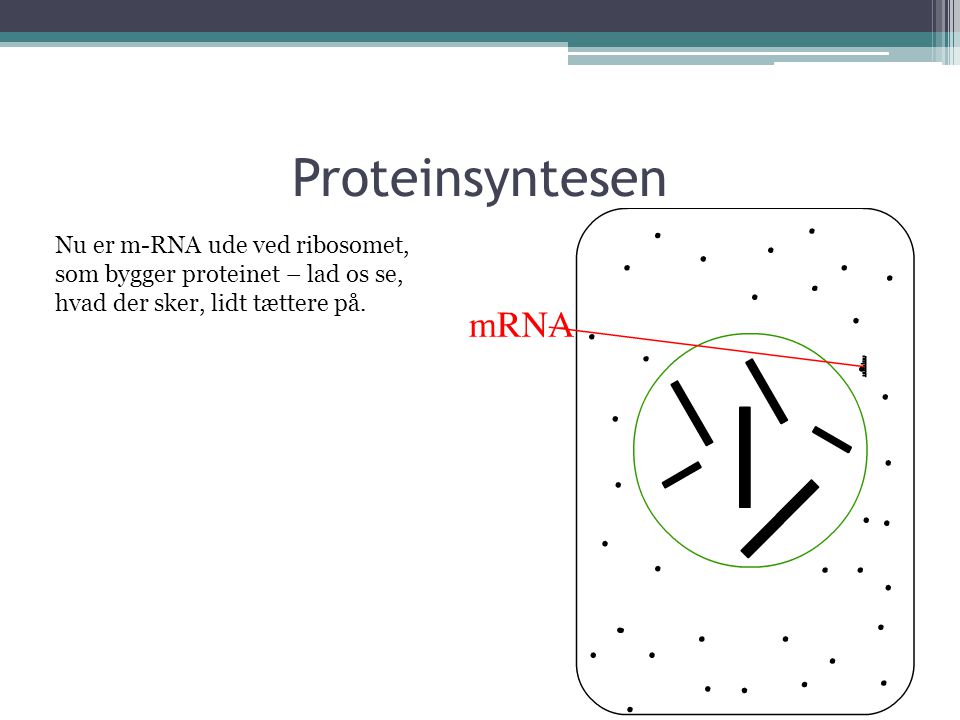 Proteinsyntesen Nu er m-RNA ude ved ribosomet, som bygger proteinet – lad os se, hvad der sker, lidt tættere på.