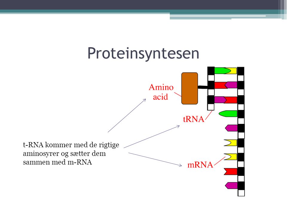 Proteinsyntesen t-RNA kommer med de rigtige aminosyrer og sætter dem sammen med m-RNA