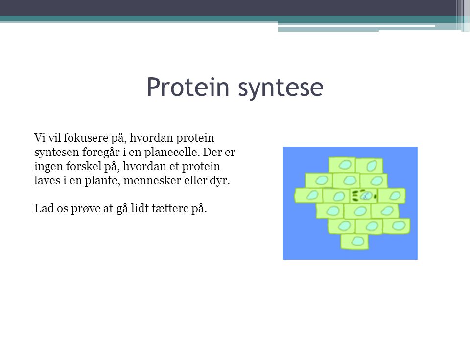 Protein syntese