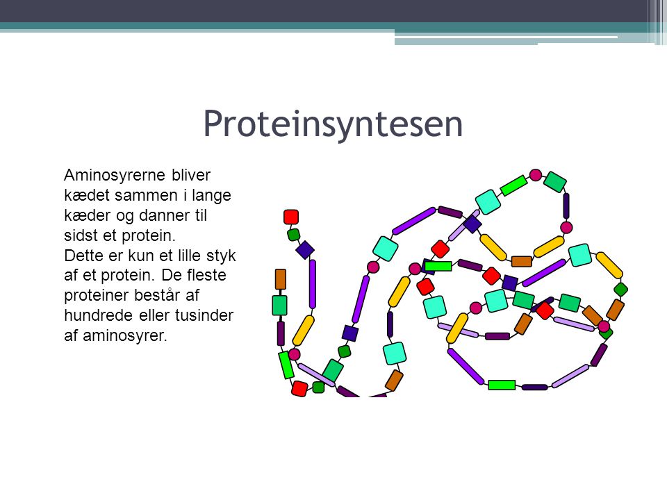 Proteinsyntesen Aminosyrerne bliver kædet sammen i lange kæder og danner til sidst et protein.