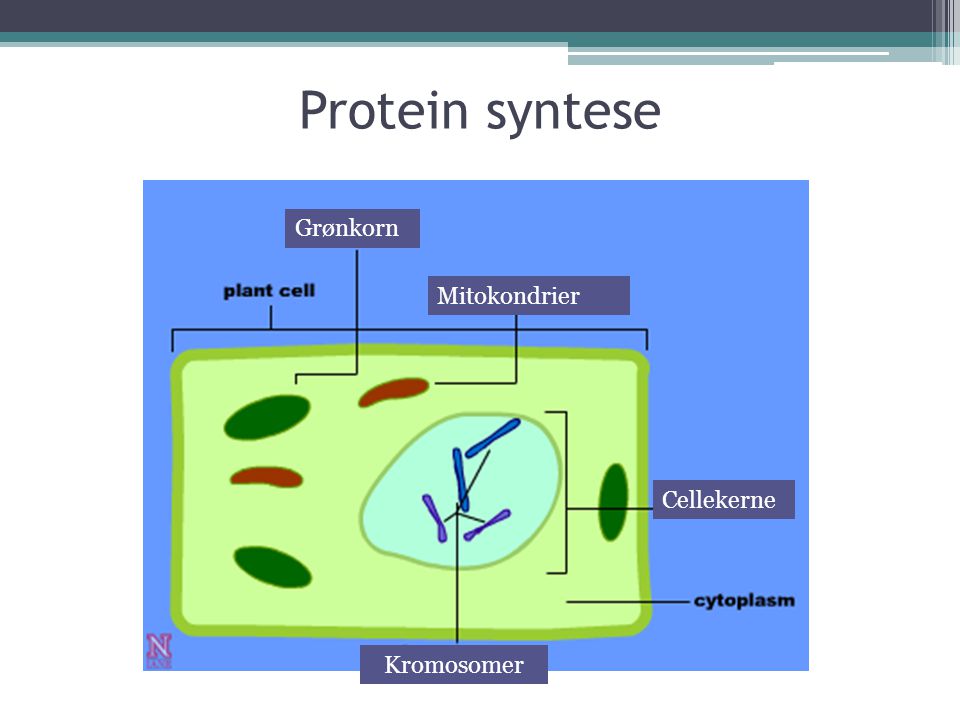 Protein syntese Grønkorn Mitokondrier Cellekerne Kromosomer
