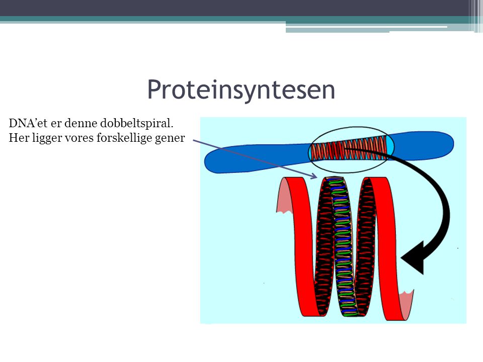 Proteinsyntesen DNA’et er denne dobbeltspiral. Her ligger vores forskellige gener