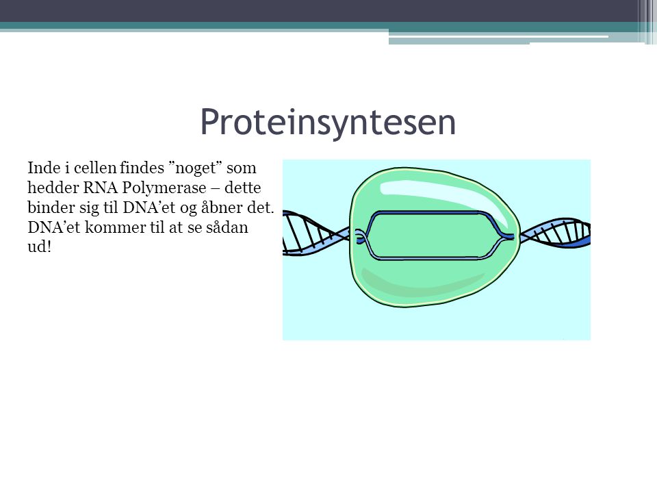 Proteinsyntesen Inde i cellen findes noget som hedder RNA Polymerase – dette binder sig til DNA’et og åbner det.