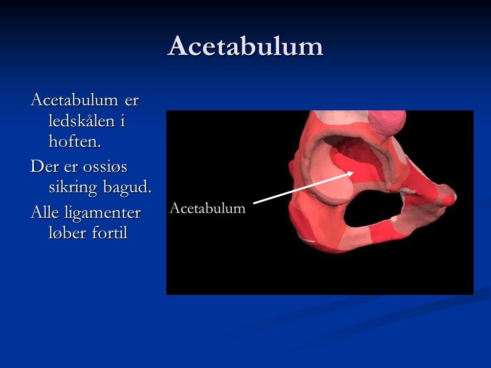 Acetabulum Acetabulum er ledskålen i hoften.
