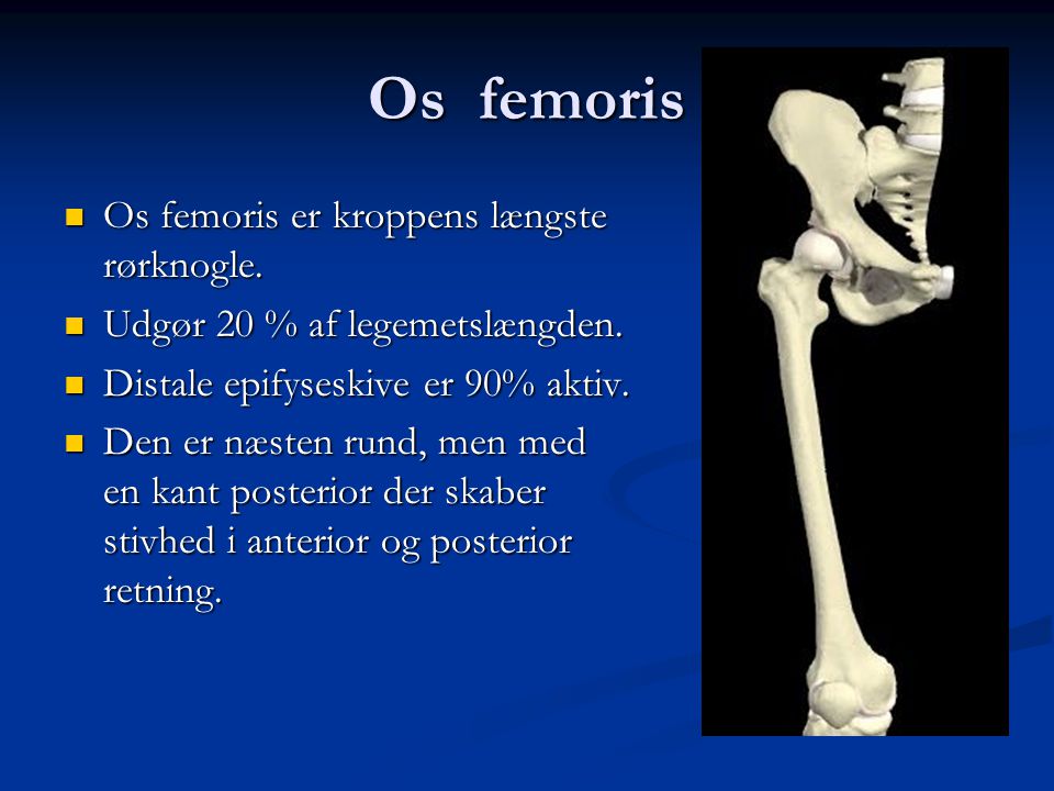 Os femoris Os femoris er kroppens længste rørknogle.