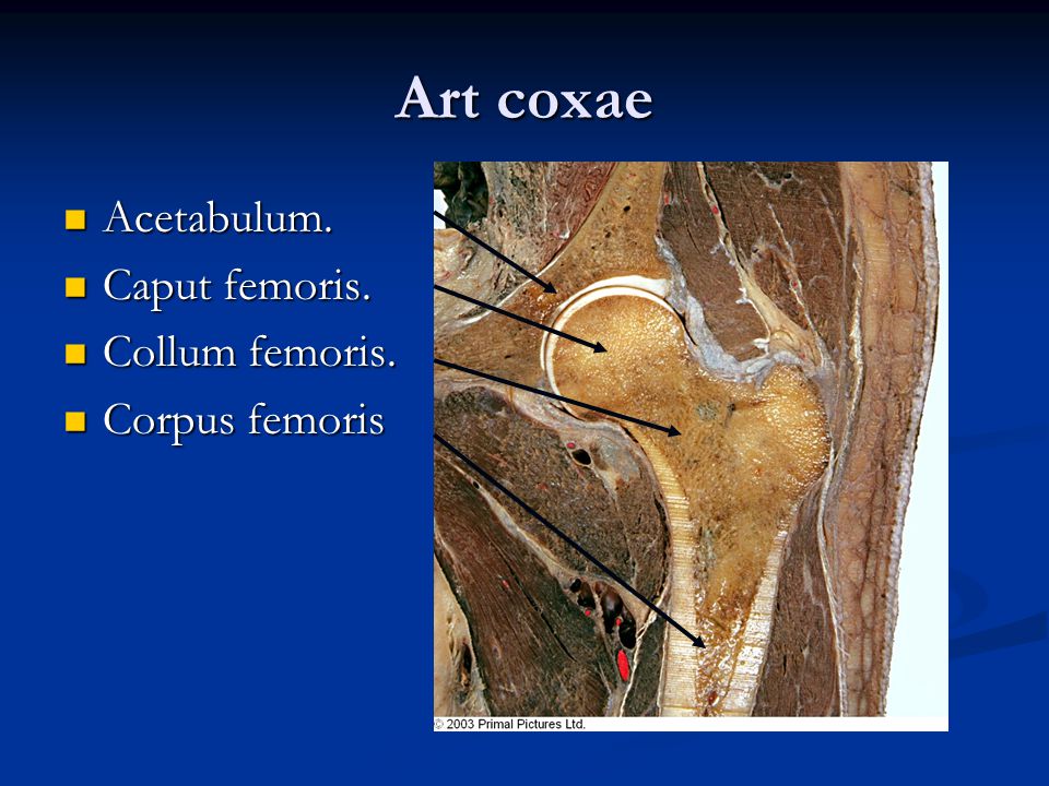 Art coxae Acetabulum. Caput femoris. Collum femoris. Corpus femoris