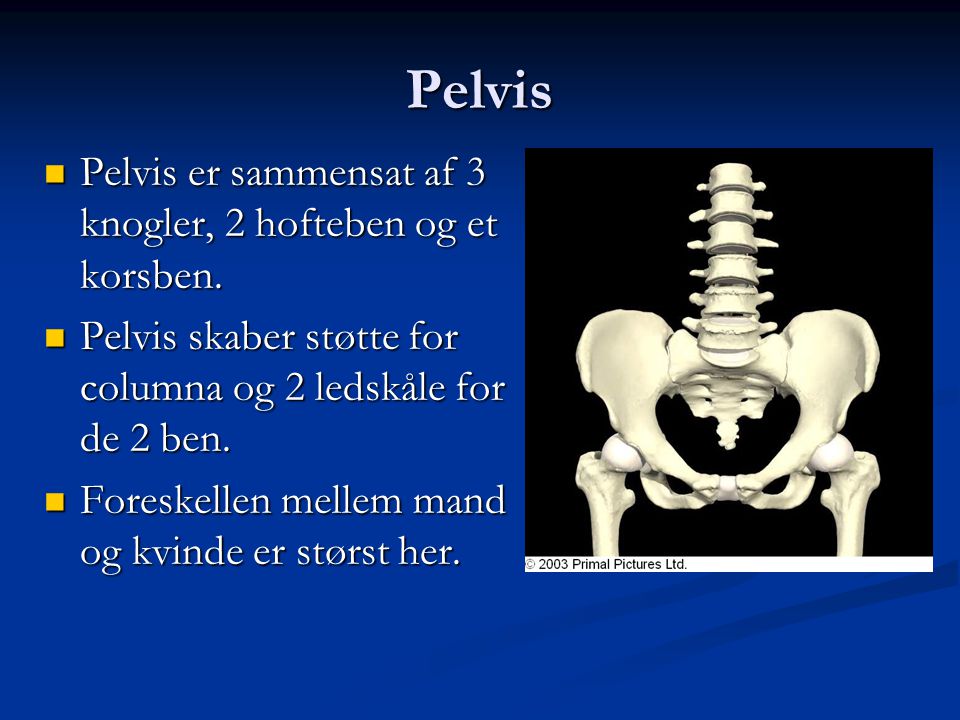 Pelvis Pelvis er sammensat af 3 knogler, 2 hofteben og et korsben.