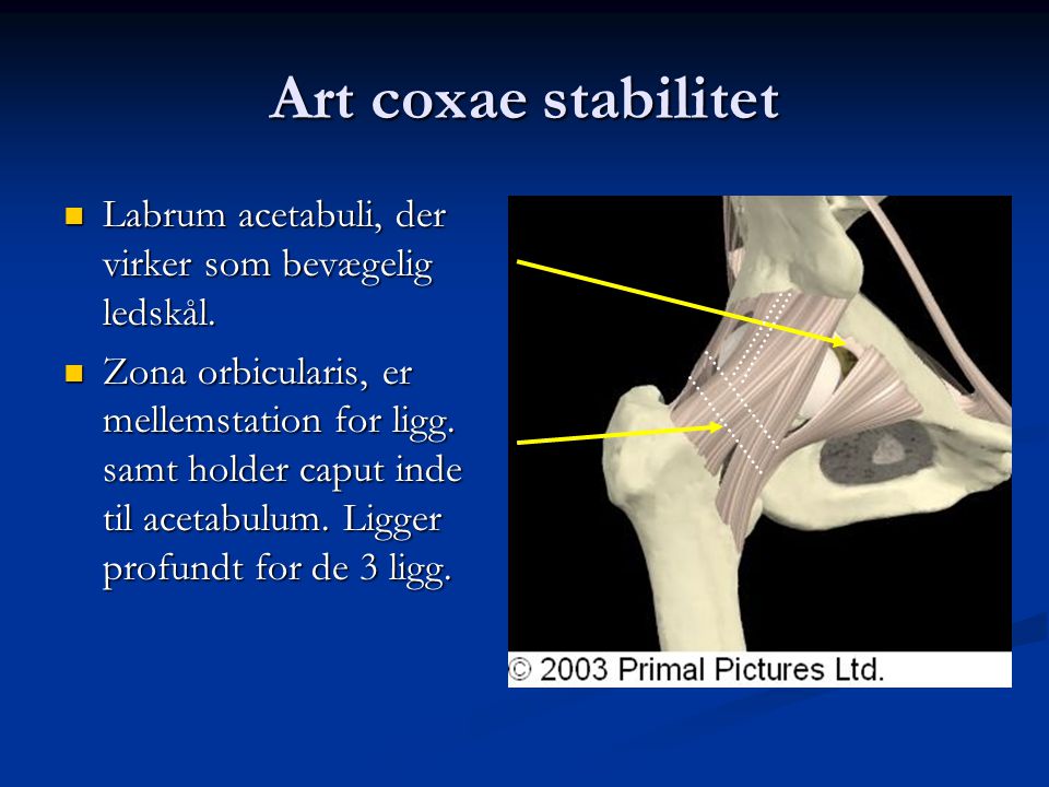 Art coxae stabilitet Labrum acetabuli, der virker som bevægelig ledskål.