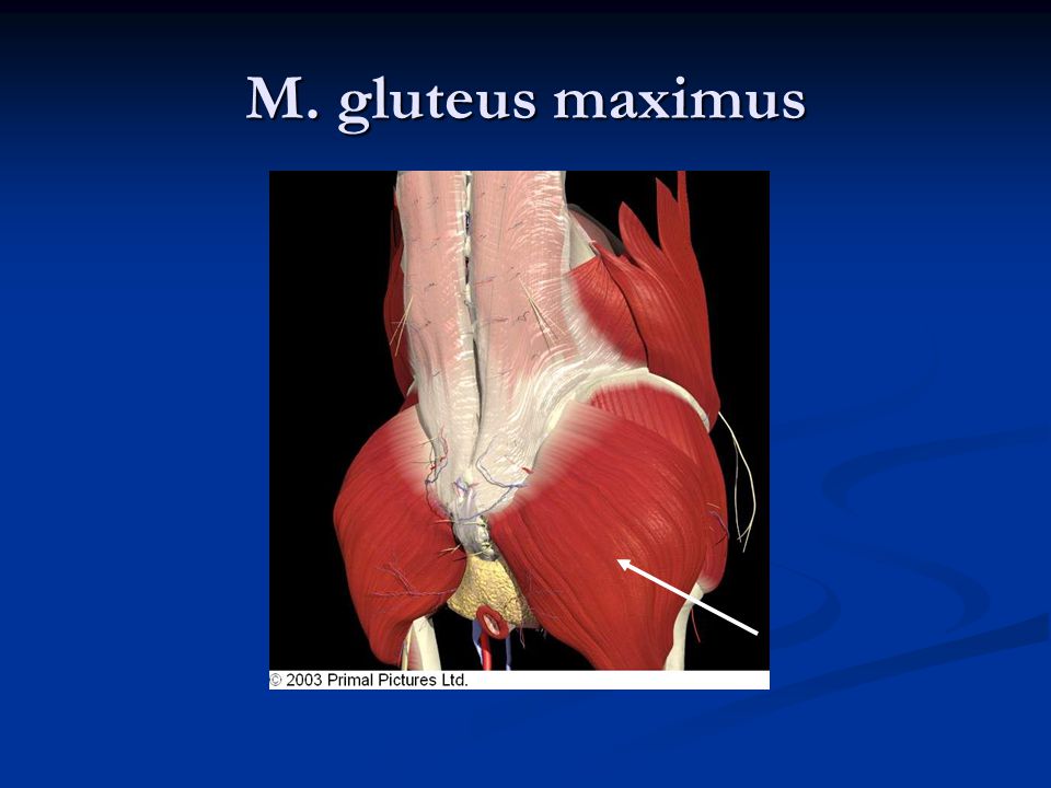 M. gluteus maximus