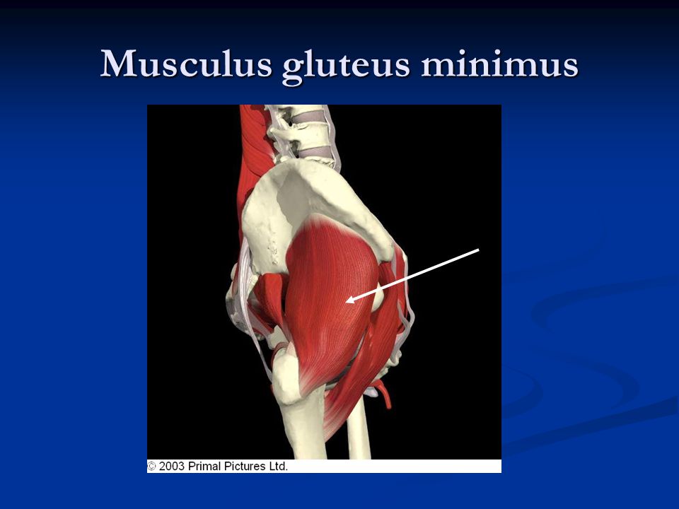 Musculus gluteus minimus