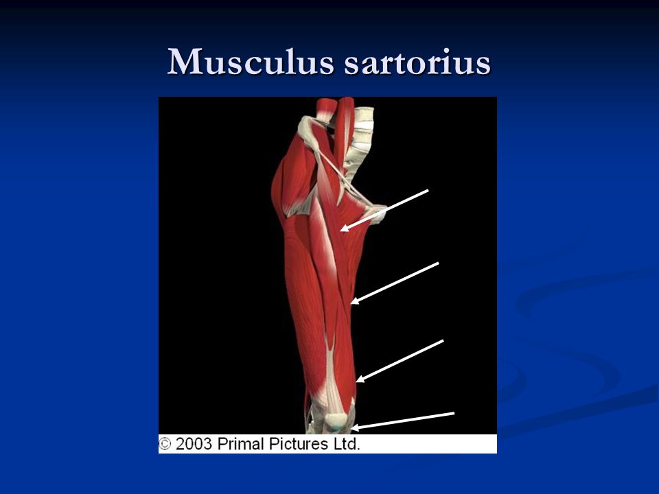 Musculus sartorius