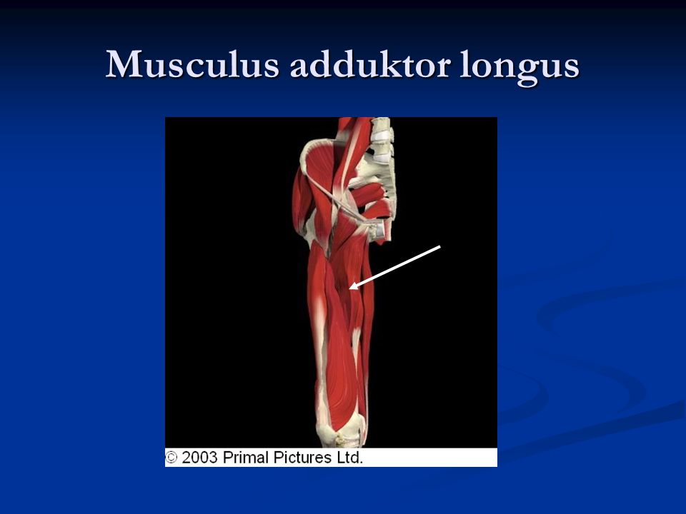 Musculus adduktor longus