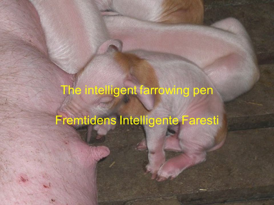 The intelligent farrowing pen Fremtidens Intelligente Faresti
