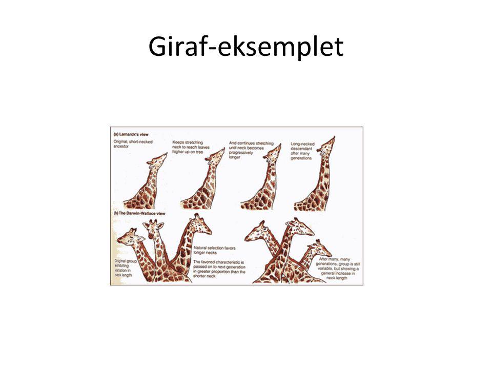 Giraf-eksemplet