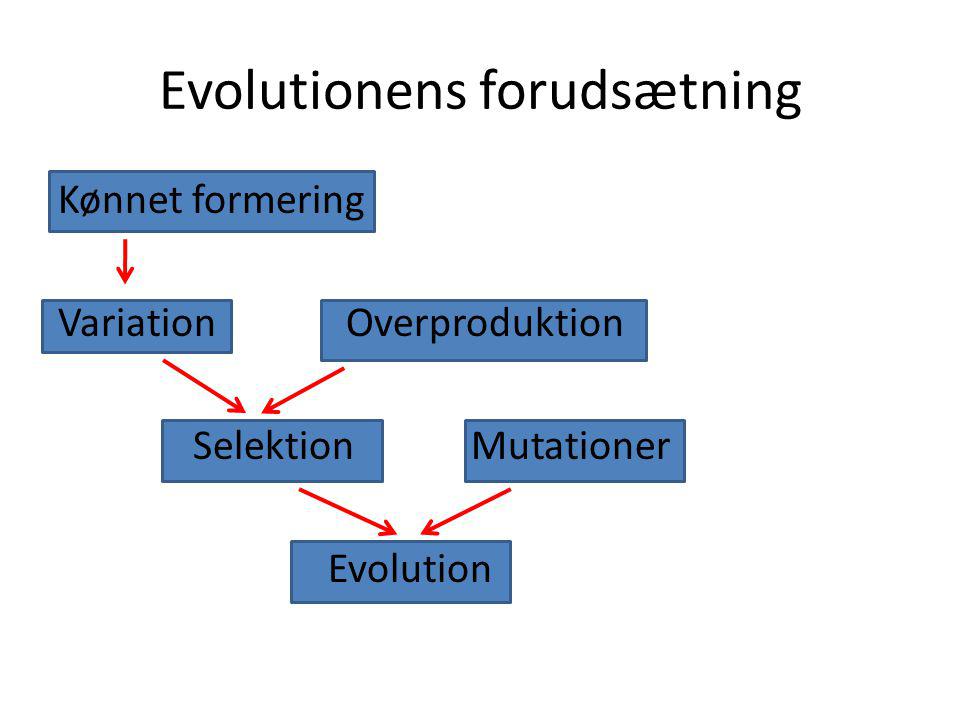 Evolutionens forudsætning