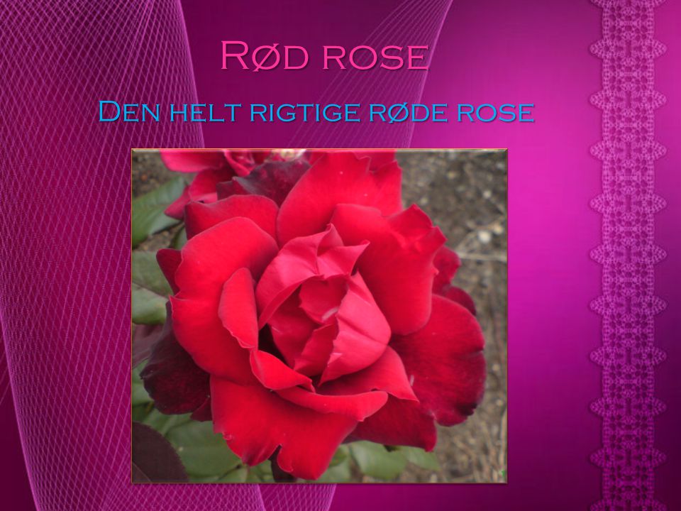 Den helt rigtige røde rose